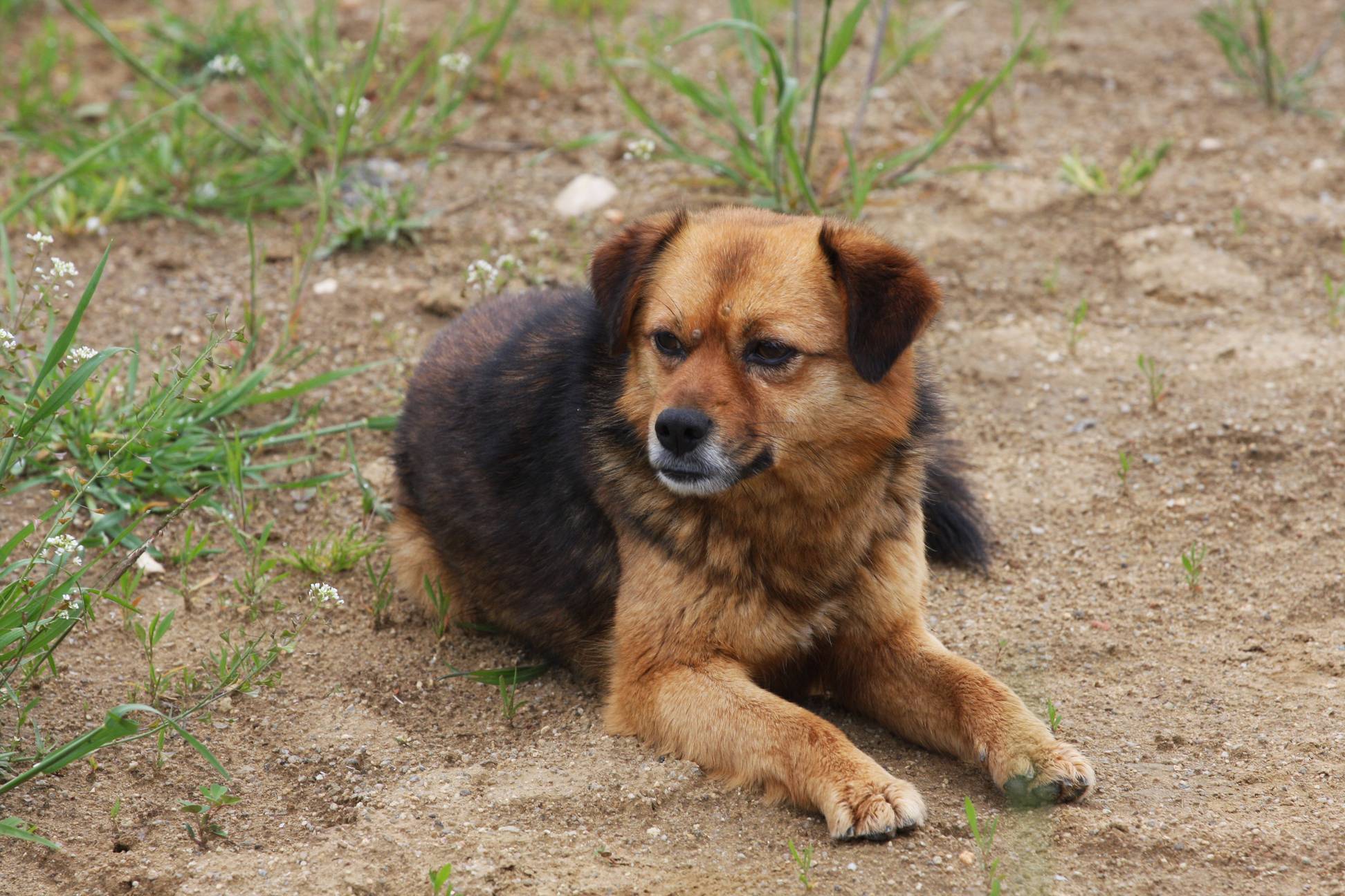 Безстопанствено куче